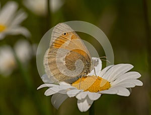 Common Ringlet