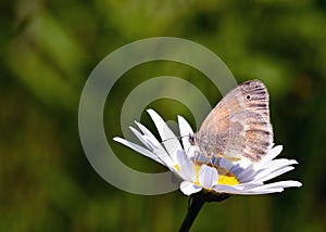 Common Ringlet Butterfly