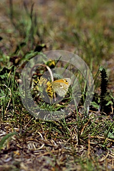 Common Ringlet Butterfly  58927