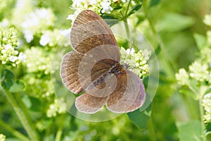 Common ringlet butterfly (Aphantopus hyperantus)