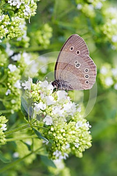 Common ringlet butterfly (Aphantopus hyperantus)