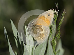 Common Ringlet Butterfly