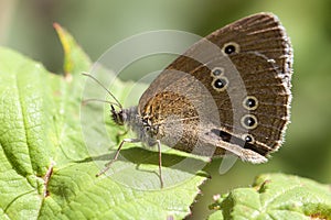 Common ringlet - Coenonympha tullia