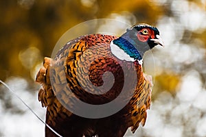 Common ringneck pheasant, phasianus colchicus