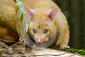 Common ringtail possum portrait female