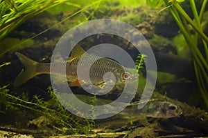 common roach and blurred Eurasian ruffe, wild freshwater fish, omnivore coldwater species, European river planted biotope aquarium photo