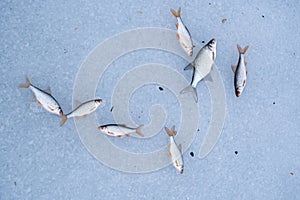 Common roach and bream as ice fishing trophy on surface of a frozen river, popular European seasonal outdoor leisure