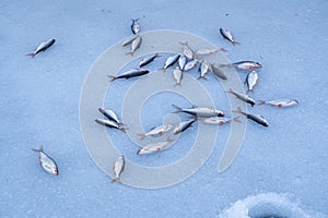 Common roach, bream and perch as ice fishing trophy on surface of a frozen river near a drilled hole