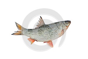 common roach isolated on white background