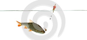 Common roach under water caught on a hook