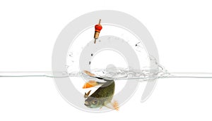 Common roach under water caught on a hook