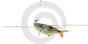 Common roach under water caught on a hook,