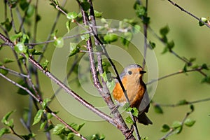 The common robin (Erithacus rubecula) is a small, inconspicuous bird, Czechia photo