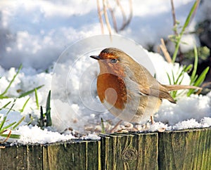 Common Robin at wintertime