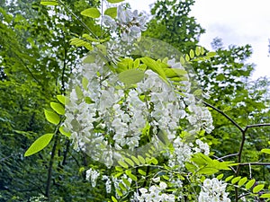 Common robinia, Robinia pseudoacacia with white flowers on the tree