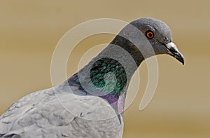 A common rock dove close up