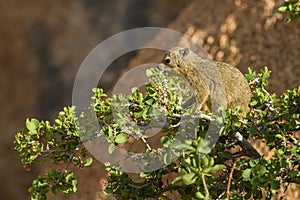 Common Rock Hyrax - Procavia capensis