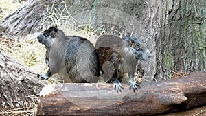 Common Rock Hyrax - Procavia capensis, small mammal from African hillls