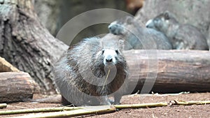 Common Rock Hyrax - Procavia capensis, small mammal from African hillls