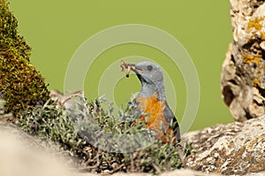 Common Rock Thrush in its habitat - Monticola saxatilis