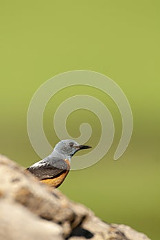 Common Rock Thrush in its habitat - Monticola saxatilis