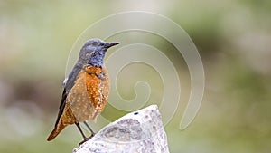 Common Rock Thrush Looks Around On Rock