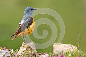 Common Rock Thrush - Monticola saxatilis