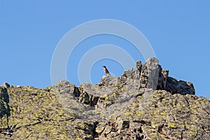 Common rock trush, PeÃÂ±a de Francia, Spain photo