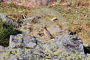 Common rock trush upon a rock, PeÃ±a de Francia in Spain