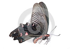 Common rose butterfly