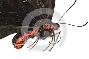 Common rose butterfly