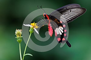 The common rose butterfly feeding on daisy