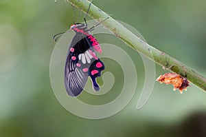 Common rose butterfly hang on green tree