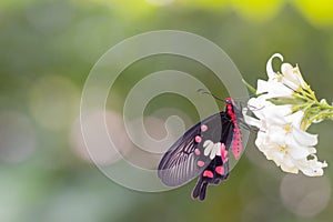 common rose butterfly hang on white flower