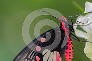 Common rose butterfly hang on white flower
