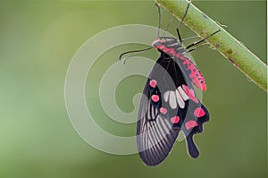 Common rose butterfly hang on white flower