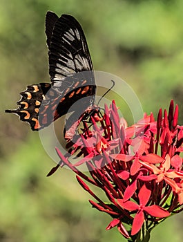 Common Rose Butterfly in Kerala