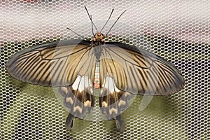 Common Rose butterfly