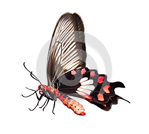 Common Rose Butterfly