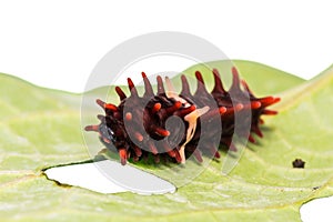 Common rose caterpillar