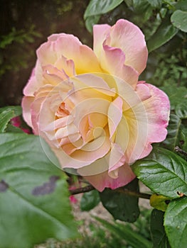 The Common Rose emerging from the leaves