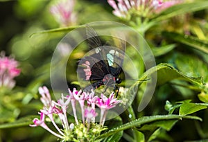 Common Rose longwing butterfly