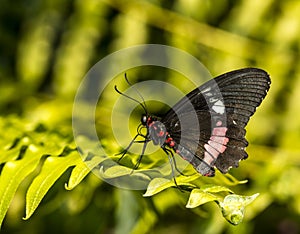 Common Rose longwing butterfly