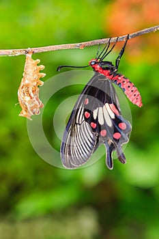 Common Rose Pachliopta aristolochiae butterfly