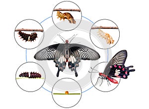 Common Rose Pachliopta aristolochiae butterfly life cycle