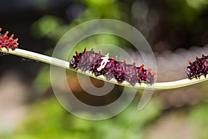 Common Rose Pachliopta aristolochiae caterpillars