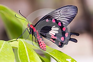 Common Rose & x28;Pachliopta aristolochiae goniopeltis& x29; butterfly