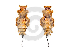 Common Rose Pachliopta aristolochiae pupae