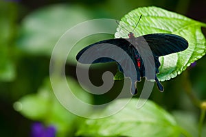 Common Rose Swallowtail