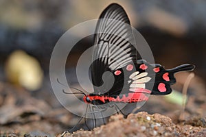 Common rose swallowtailed butterfly